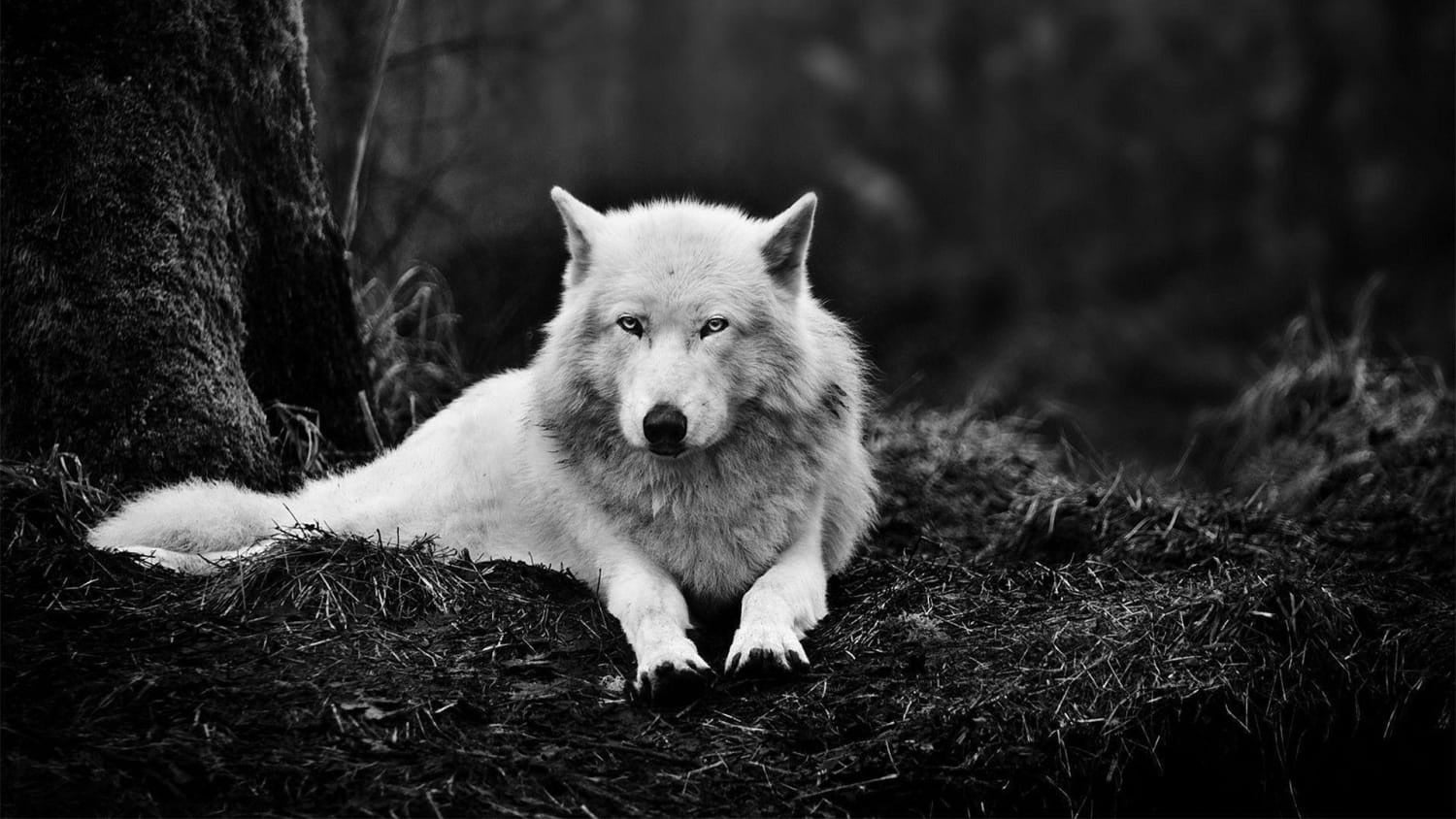 viking-wolf